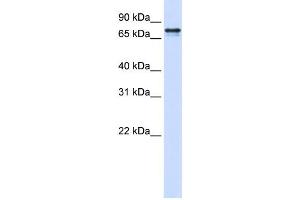 Western Blotting (WB) image for anti-Signal Recognition Particle 68kDa (SRP68) antibody (ABIN2458528) (SRP68 antibody)