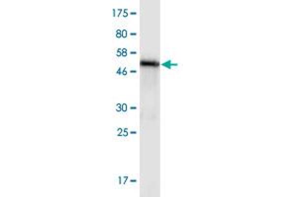 C4orf43 antibody  (AA 1-203)
