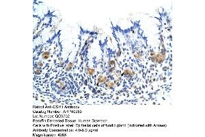 Rabbit Anti-CSH1 Antibody  Paraffin Embedded Tissue: Human Stomach Cellular Data: Epithelial cells of fundic gland Antibody Concentration: 4. (CSH1 antibody  (Middle Region))