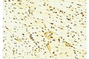ABIN6276439 at 1/100 staining Mouse liver tissue by IHC-P. (PARK7/DJ1 antibody  (C-Term))