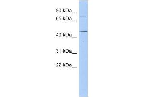 WB Suggested Anti-FBXO39 Antibody Titration: 0.