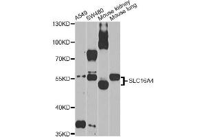 Western blot analysis of extracts of various cell lines, using SLC16A4 Antibody (ABIN5971547) at 1/1000 dilution. (SLC16A4 antibody)