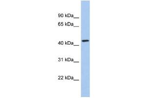 WB Suggested Anti-KCTD10 Antibody Titration:  0. (KCTD10 antibody  (Middle Region))