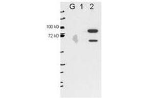 Image no. 1 for anti-Epithelial Splicing Regulatory Protein 2 (ESRP2) antibody (ABIN1101390) (ESRP2 antibody)