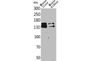 Western Blot analysis of mouse liver mouse kidney cells using RFC1 Polyclonal Antibody (RFC1 antibody  (Internal Region))