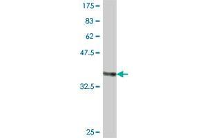 Western Blot detection against Immunogen (37 KDa) . (MCM4 antibody  (AA 267-366))