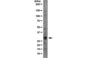 Rat brain lysate was resolved by electrophoresis, transferred to PVDF and probed with anti-Prion Protein, clone 2G11 (1 µg/mL).
