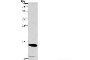 Western Blot analysis of Mouse brain tissue using CST4 Polyclonal Antibody at dilution of 1:1450 (CST4 antibody)