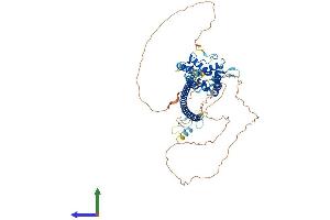 AlphaFold protein structure predicition of Mouse Recombinant Rufy4 Protein, UniprotID Q3TYX8 (RUFY4 Protein (AA 1-563) (His tag))