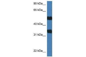 Western Blot showing Arsg antibody used at a concentration of 1.