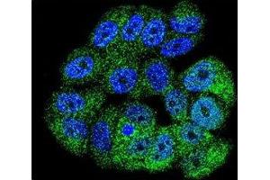 Confocal immunofluorescent analysis of c-Abl antibody with MCF-7 cells followed by Alexa Fluor 488-conjugated goat anti-rabbit lgG (green). (ABL1 antibody  (AA 741-769))