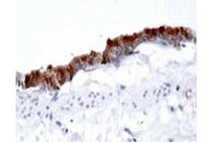 Immunohistochemistry using DAB substrate showing intense staining in the rat airway epithelium using AP1G1 polyclonal antibody  at a dilution of 1 : 500. (gamma 1 Adaptin antibody  (AA 5-24))