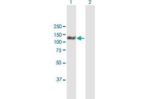 Western Blot analysis of MORC3 expression in transfected 293T cell line by MORC3 MaxPab polyclonal antibody. (MORC3 antibody  (AA 1-939))