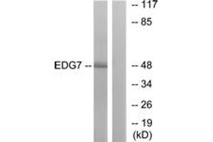 Western blot analysis of extracts from Jurkat cells, using EDG7 Antibody. (LPAR3 antibody  (AA 281-330))