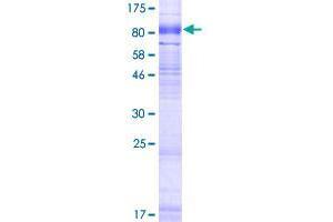 SLC6A16 Protein (AA 1-659) (GST tag)