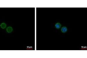 ICC/IF Image CD19 antibody [C1C3] detects CD19 protein at membrane by immunofluorescent analysis. (CD19 antibody)