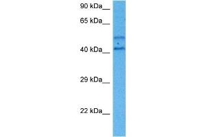 Host:  Mouse  Target Name:  SP1  Sample Tissue:  Mouse Heart  Antibody Dilution:  1ug/ml (SP1 antibody  (C-Term))