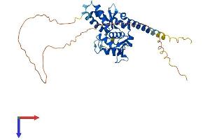 AlphaFold protein structure predicition of Human Recombinant MAGEB3 Protein, UniprotID O15480 (MAGEB3 Protein (AA 1-346) (His tag))