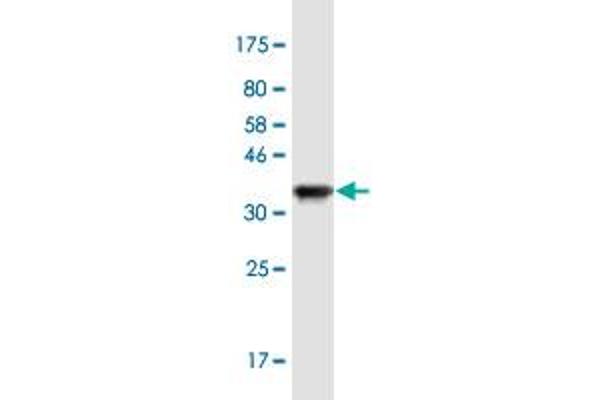 Sp2 antibody  (AA 71-161)