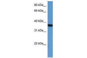 MAPKAPK2 antibody (70R-10034) used at 0. (MAPKAP Kinase 2 antibody  (Middle Region))