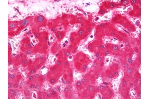 Anti-CYB5A / Cytochrome b5 antibody IHC staining of human liver. (CYB5A antibody  (HRP))