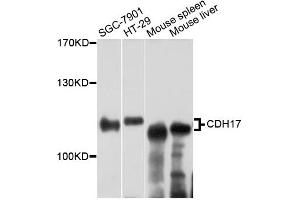 Western blot analysis of extracts of various cell lines, using CDH17 antibody (ABIN2561776) at 1:3000 dilution. (LI Cadherin antibody)