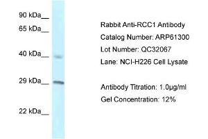 Western Blotting (WB) image for anti-Regulator of Chromosome Condensation 1 (RCC1) (C-Term) antibody (ABIN2788760) (RCC1 antibody  (C-Term))