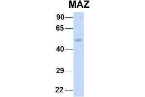 Host:  Rabbit  Target Name:  NSUN6  Sample Type:  Human Fetal Lung  Antibody Dilution:  1. (MAZ antibody  (N-Term))