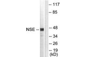 Western blot analysis of extracts from HepG2 cells, using NSE Antibody. (ENO2/NSE antibody  (AA 371-420))