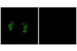 Immunofluorescence (IF) image for anti-Casein Kinase 1, alpha 1-Like (CSNK1A1L) (Internal Region) antibody (ABIN1849778) (CSNK1A1L antibody  (Internal Region))