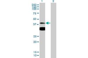 Western Blot analysis of PRKAR1A expression in transfected 293T cell line by PRKAR1A MaxPab polyclonal antibody.