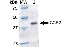 Western blot analysis of Rat Brain cell lysates showing detection of ~41. (CCR2 antibody)