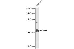 Western blot analysis of extracts of rat liver, using GHRL antibody (ABIN6131231, ABIN6141079, ABIN6141080 and ABIN6216264) at 1:1000 dilution. (Ghrelin antibody  (AA 1-117))