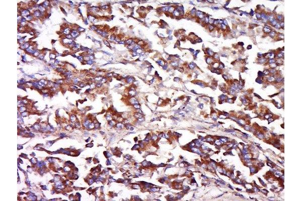 FAIM3 antibody  (AA 51-150)