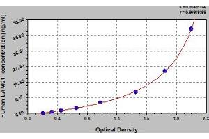 Typical Standard Curve (Laminin gamma 1 ELISA Kit)
