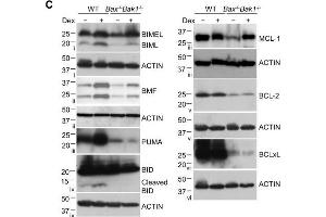 Characterization of clonal lymphoid lines mutant for combinations of pro-apoptotic BCL2 family proteins. (MCL-1 antibody  (Internal Region))