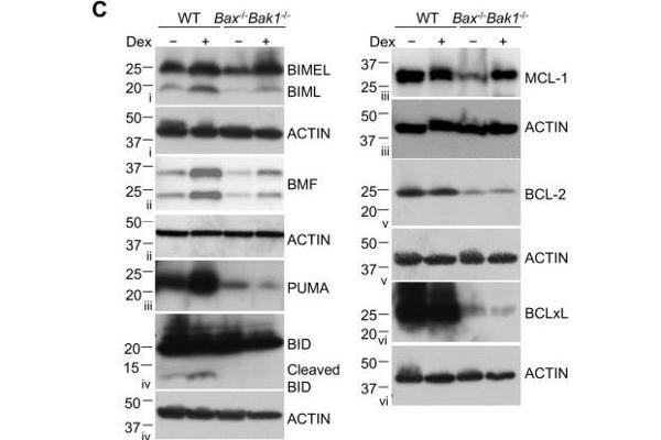 MCL-1 antibody  (Internal Region)
