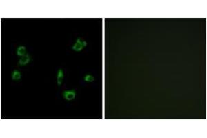 Immunofluorescence (IF) image for anti-G Protein-Coupled Receptor 172A (GPR172A) (AA 43-92) antibody (ABIN2891074) (GPR172A antibody  (AA 43-92))