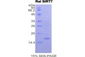 SDS-PAGE analysis of Rat Sirtuin 7 Protein. (SIRT7 Protein)