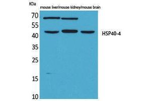 Western Blotting (WB) image for anti-HSP40-4 (Internal Region) antibody (ABIN3180992) (HSP40-4 (Internal Region) antibody)