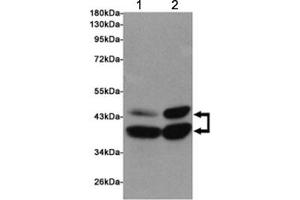 Western blot testing of 1) rat cerebral cortex and 2) rat brain lysates using SIRT2 antibody at 1:1000. (SIRT2 antibody)