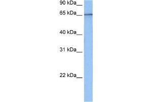 WB Suggested Anti-TAF15 Antibody Titration:  0.