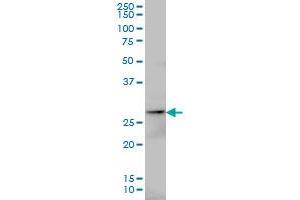 Adenylate Kinase 3 antibody  (AA 25-86)