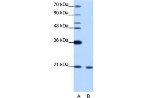 Western Blotting (WB) image for anti-RNA Binding Motif Protein 8A (RBM8A) antibody (ABIN2462183) (RBM8A antibody)