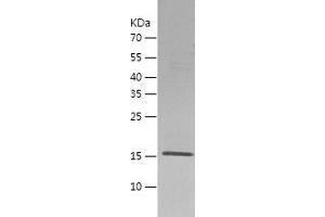 Western Blotting (WB) image for ADP-Ribosylation Factor-Like 15 (ARL15) (AA 1-204) protein (His tag) (ABIN7121742) (ARL15 Protein (AA 1-204) (His tag))