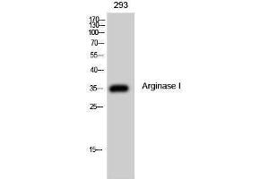 Western Blotting (WB) image for anti-Arginase, Liver (ARG1) (Internal Region) antibody (ABIN3180495) (Liver Arginase antibody  (Internal Region))