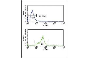 GNAO1 Antibody (C-term) (ABIN653078 and ABIN2842677) flow cytometry analysis of K562 cells (bottom histogram) compared to a negative control cell (top histogram). (GNAO1 antibody  (C-Term))