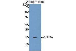 Detection of Recombinant IP10, Mouse using Polyclonal Antibody to Interferon Gamma Induced Protein 10 kDa (IP10) (CXCL10 antibody  (AA 22-98))