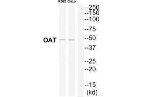 Western blot analysis of extracts from K562/COLO205 cells, using OAT antibody. (OAT antibody)