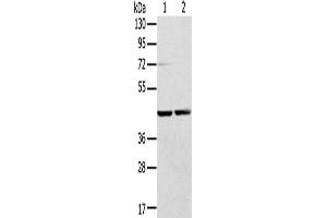 Western Blotting (WB) image for anti-Ras-Related GTP Binding A (RRAGA) antibody (ABIN2430775) (RRAGA antibody)